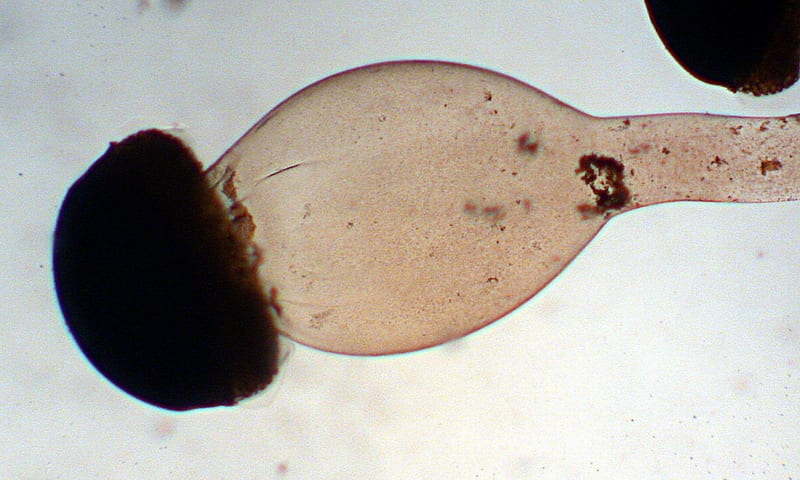 Sporangium launches spores : Bramble - AskNature diagram of a sporangium 