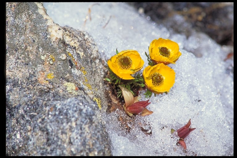 Flowers Follow Sun Alpine Buttercup Asknature