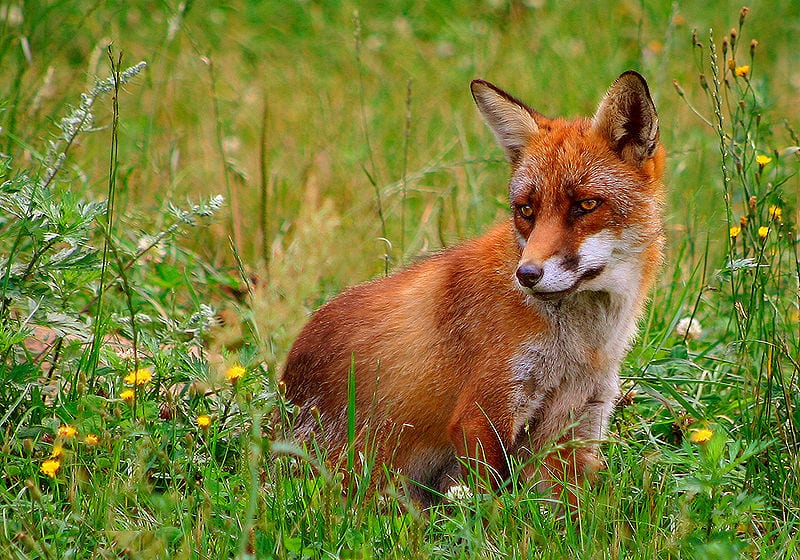 Red fox — AskNature