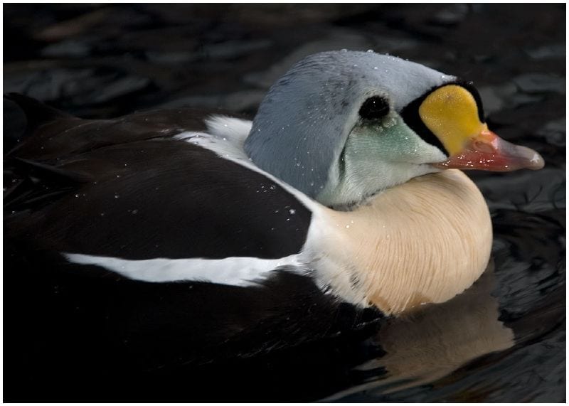 eider feathers