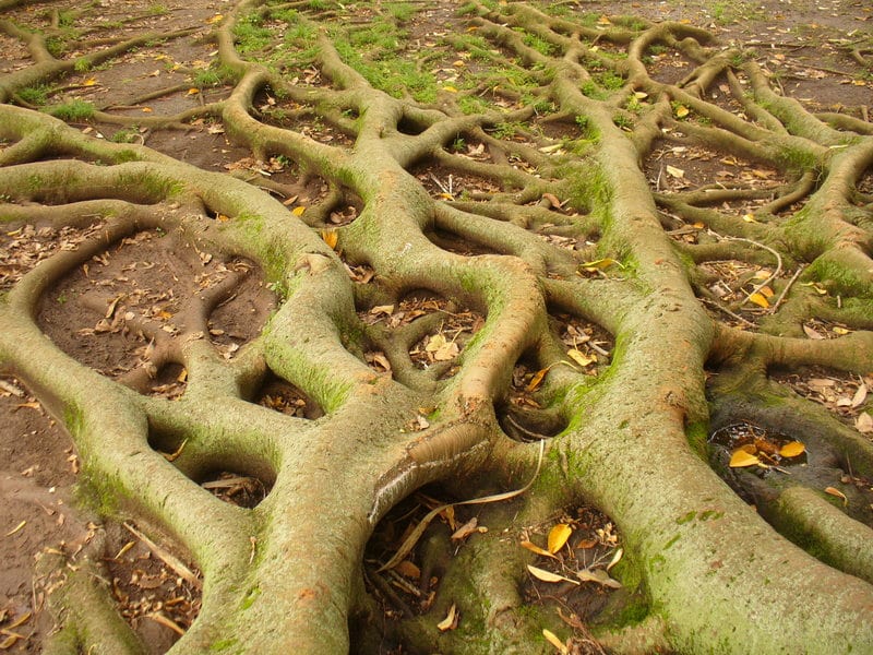 Root Systems Control Erosion : Plants - AskNature