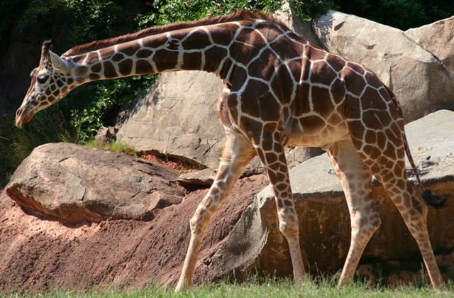 Pressure assists blood circulation : Giraffes - AskNature