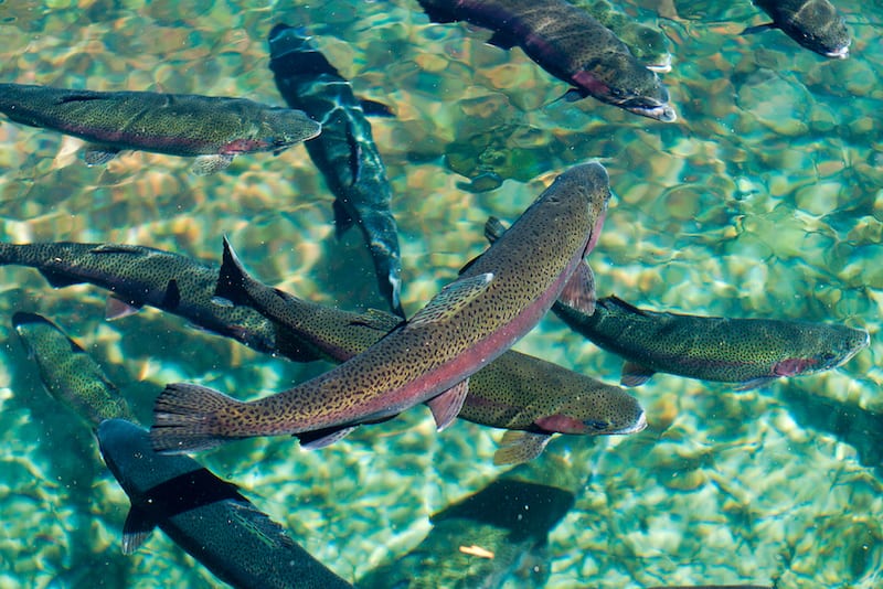 Rainbow trout — AskNature