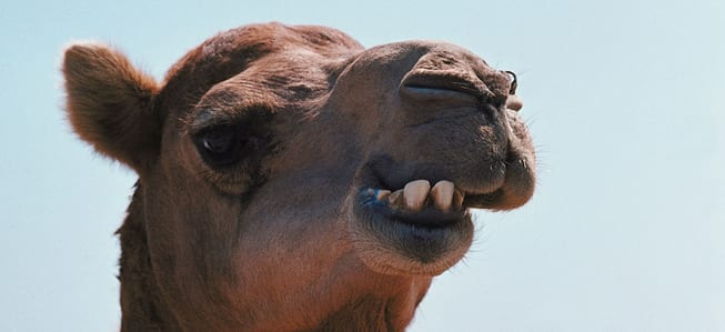 Camel Camel Camel
