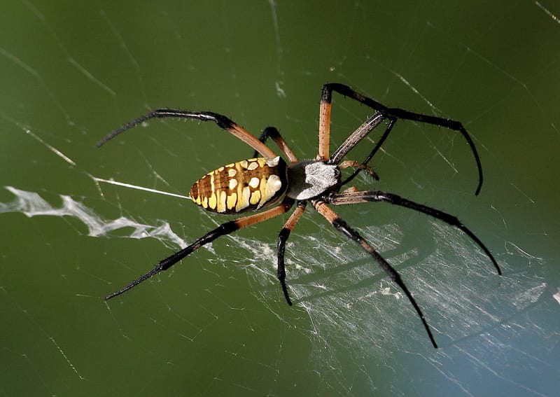 Spider Silk Warns Birds St Andrew S Cross Spider Asknature