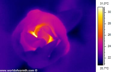 Flower Creates Heat — Biological Strategy — AskNature