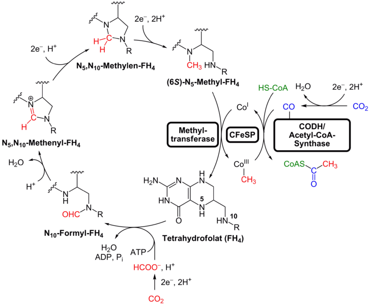 Enzyme harnesses energy from carbon dioxide : Common American ...